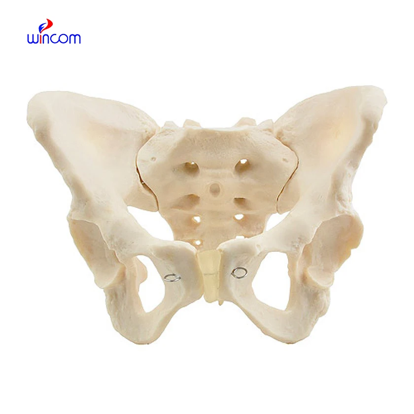 Male Female Anatomy Pelvis Pelvic Skeleton Throat Anatomical Anatomy Skull Sculpture Head Body Model