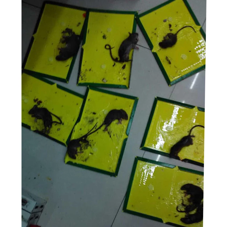 Popular new producing Rat Mousetraps Sticky Paper Board mouse glue traps disposable Physical Pest Control