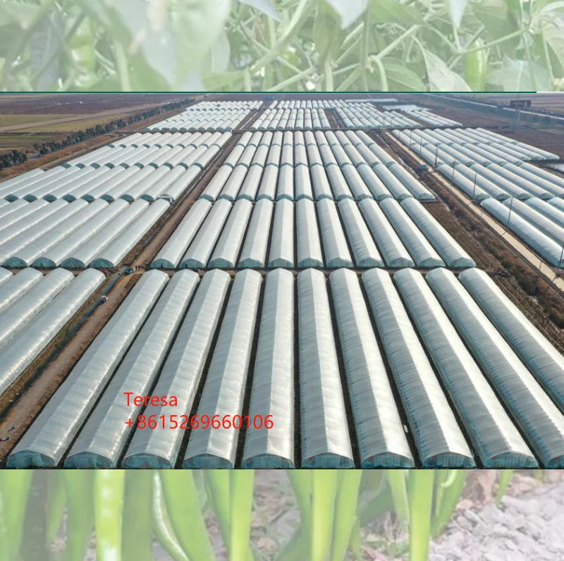 Chinese single span plastic film tunnel greenhouse