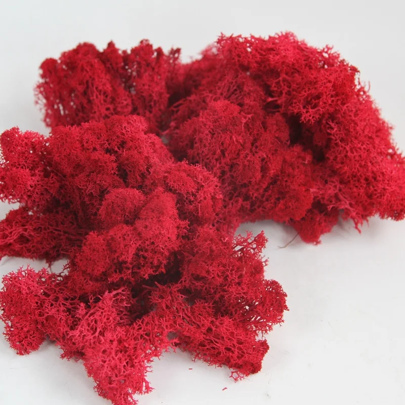 wholesale purple natural non-artificial reindeer preserved moss grass roses flower stabilized for wall decoration