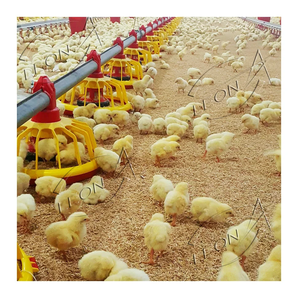 High Quality Low Cost Modern Poultry Farm Chicken House Design