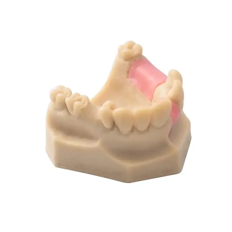 Easyinsmile Стоматологическая модель для обучения зубов и верхней челюсти отсутствующей модели для Стоматологической школы