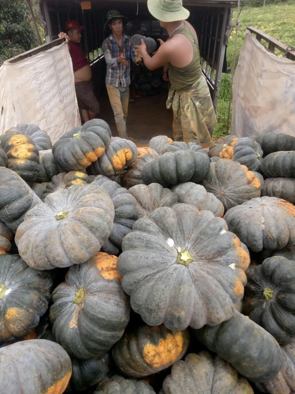 Свежая Тыква-лучший продавец 2022 с высоким качеством и хорошей ценой-свяжитесь с нами для получения дополнительной информации