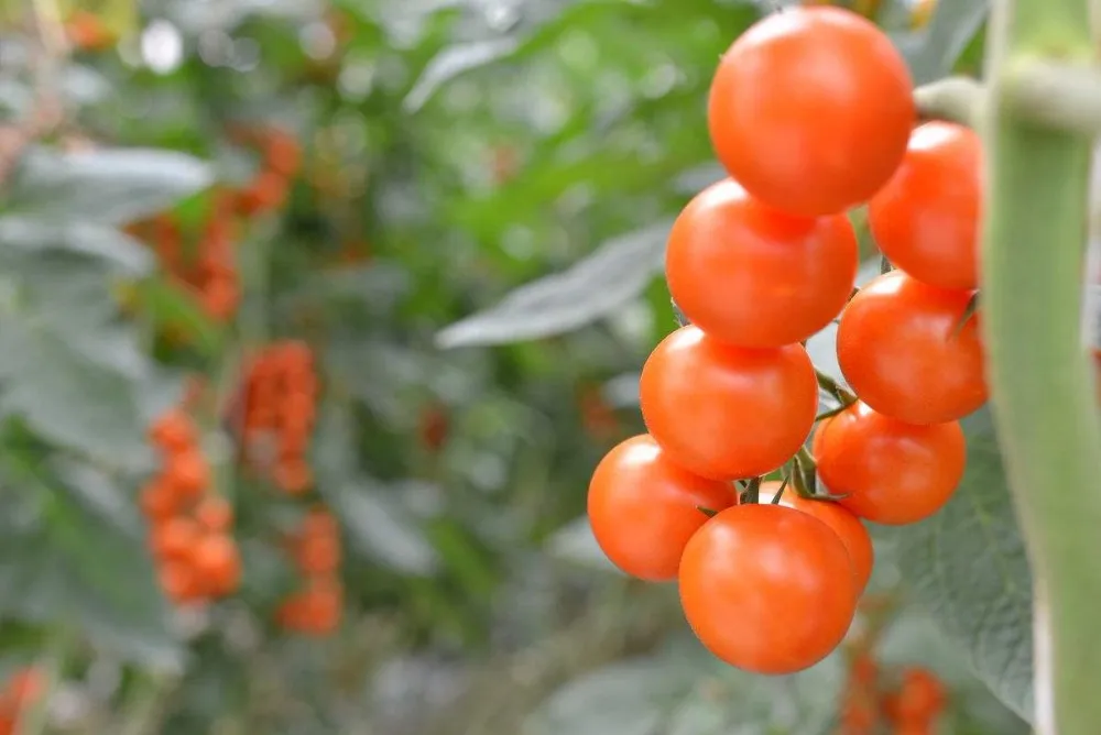 High Strength Agricultural Poly Tunnel Green Customize PE Film Large Planters Sides Ventilation with Roll up Machine 8m 3.3(M)