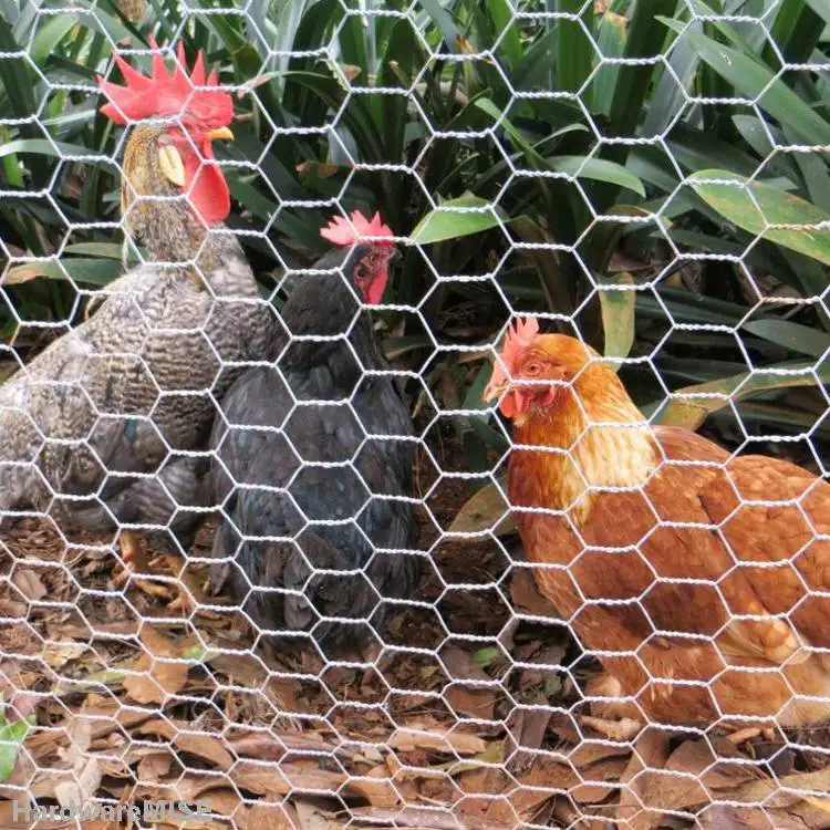 Best price high quality galvanized chicken wire mesh fence for sale/ Hexagonal iron chicken mesh for poultry farm