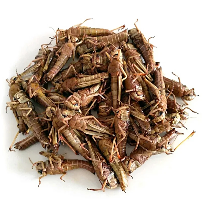 100% green natural insect protein of dried locusts for poultry feed