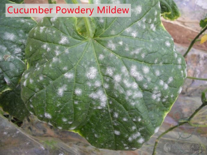 Agrochemical Pesticide fungicide Penconazole 10% EC