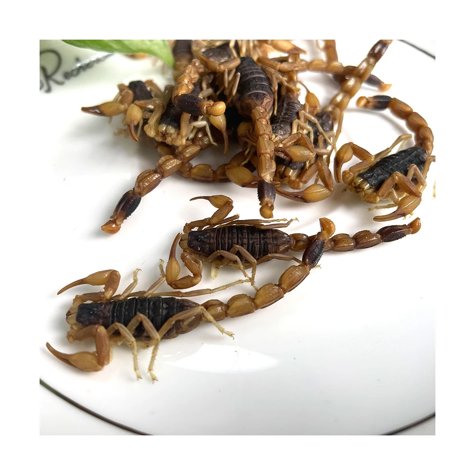 Cheap Hot Sale Top Quality Pet Food Dog Insecte Protein Meal Worm Eco Fresh Scorpion