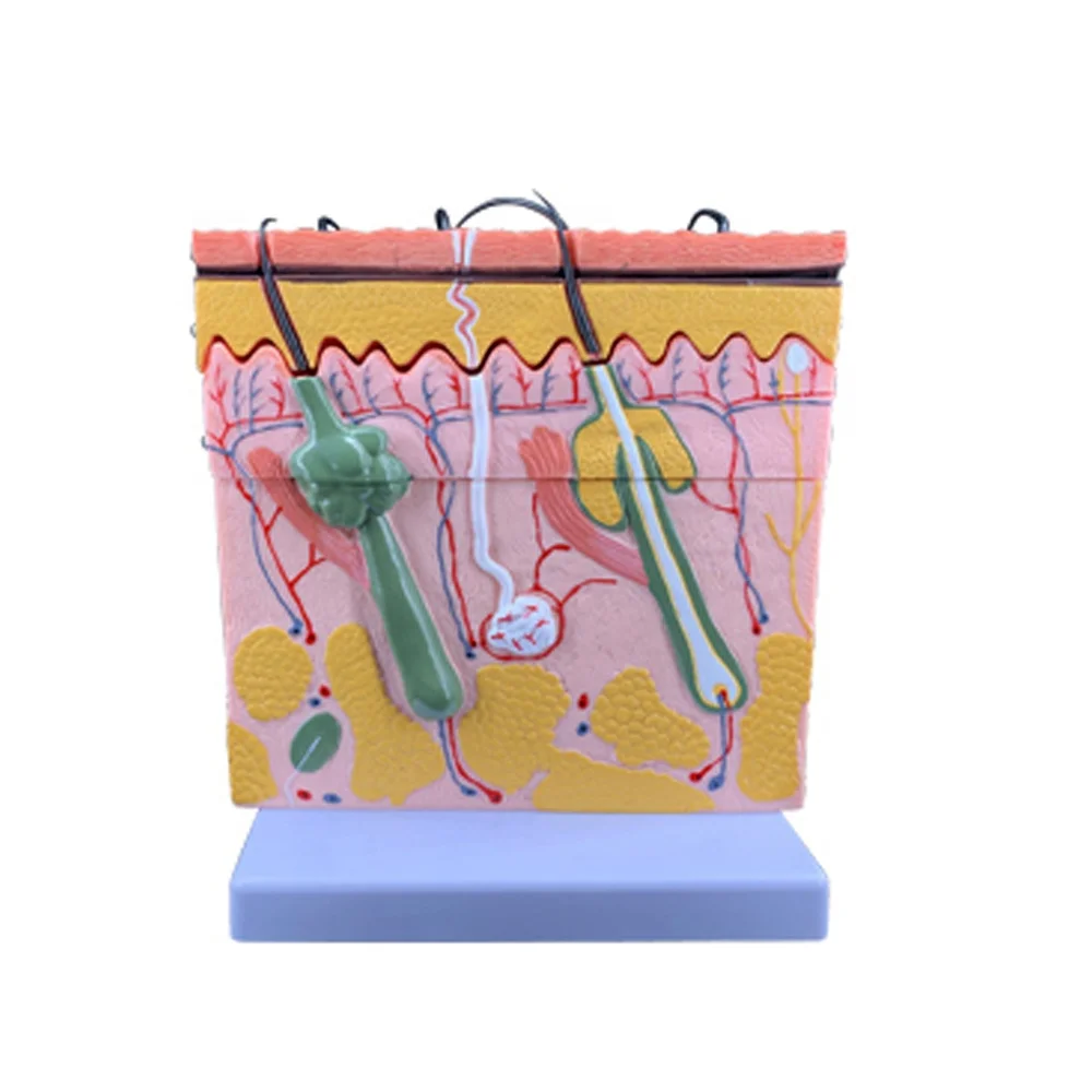 HOT Skin Section Structure Layer Anatomical Model Human Teaching