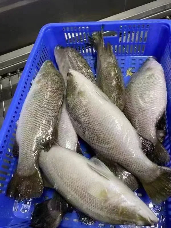 bass fish Japanese Sea Bass Lateolabrax japonicus