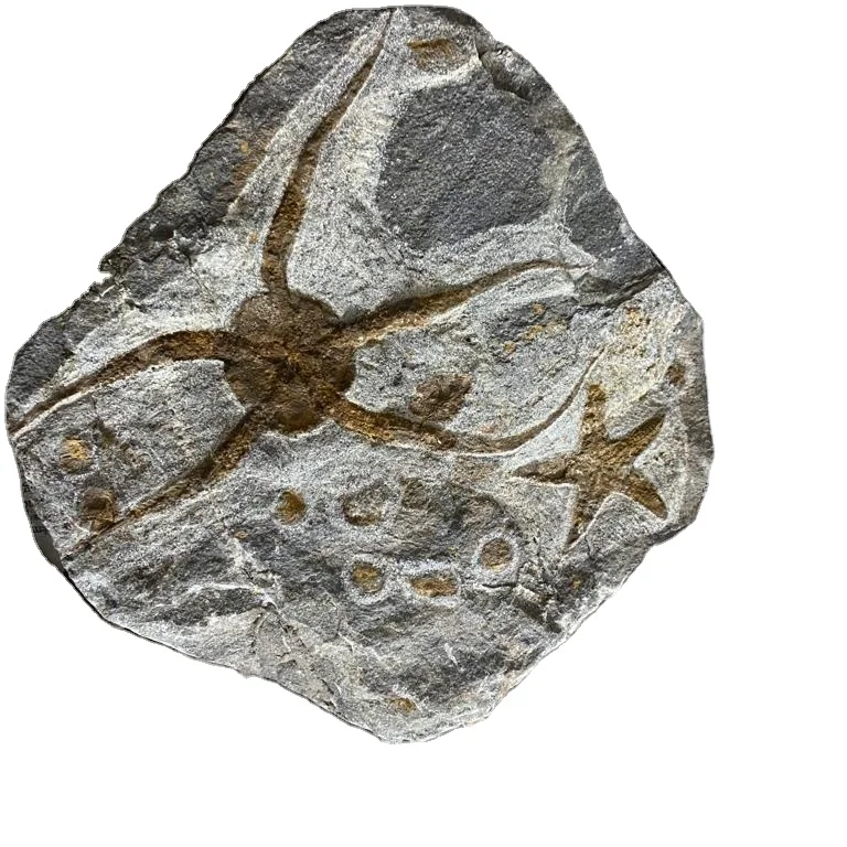 fossil starfish naturel