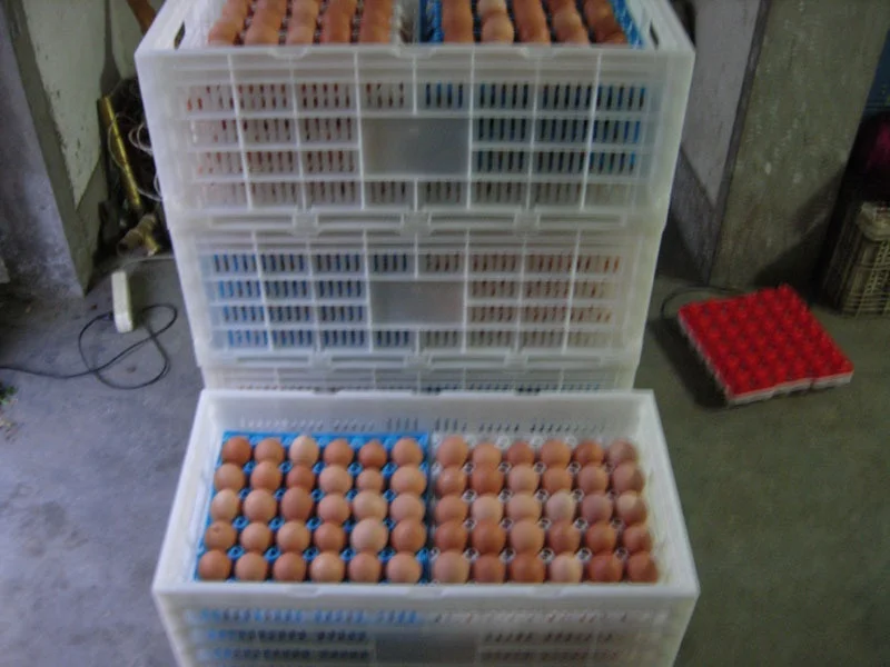 New type plastic egg crate egg transport box