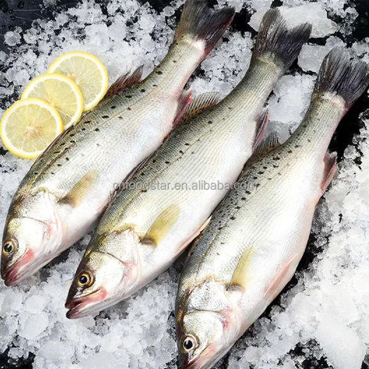 Hot Sale Fresh Frozen Whole Round Sea Bass Fish