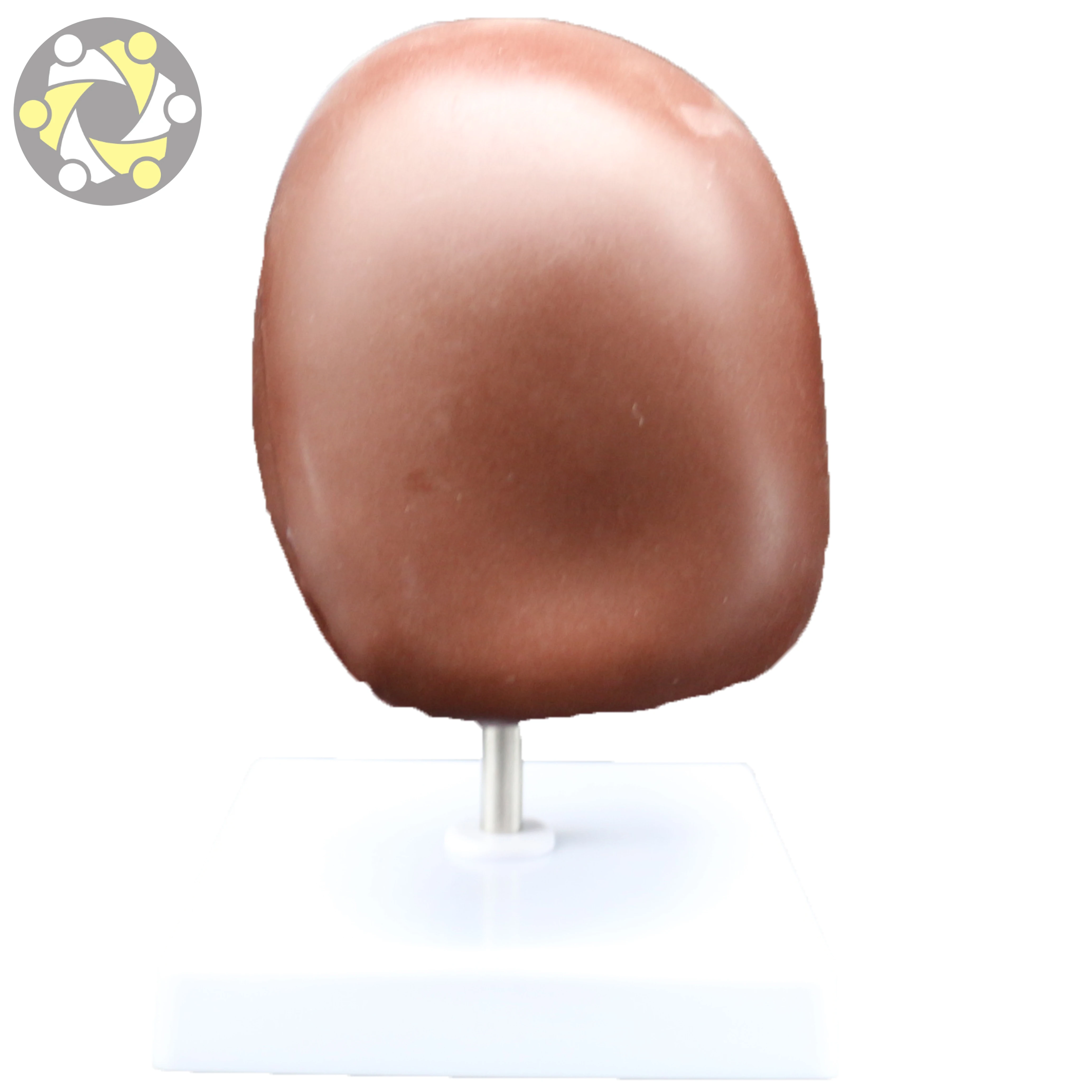 Medical human liver structure model Medical model of liver with gallbladder