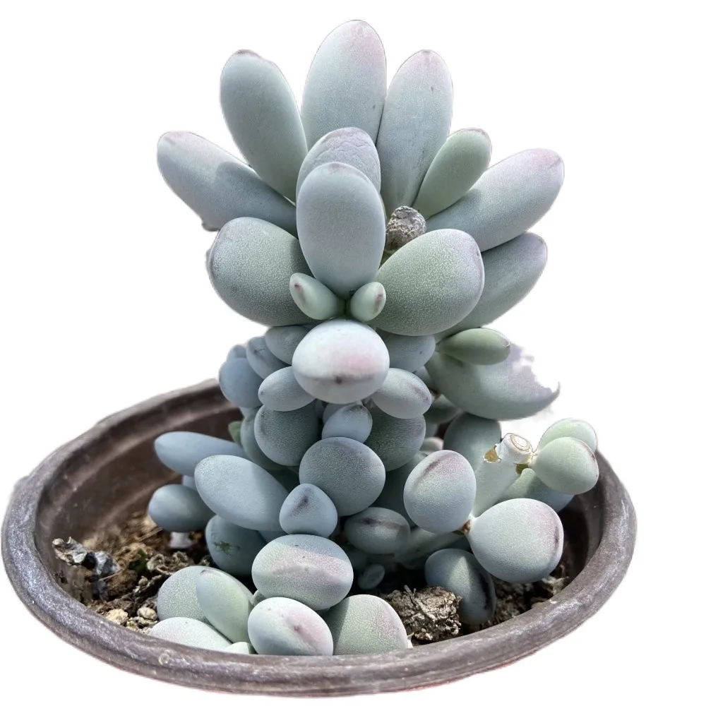 
The Best About20cm Silvery White Living Plants Greenovia Succulent Plants for Indoor Outdoor Bonsai Plants 
