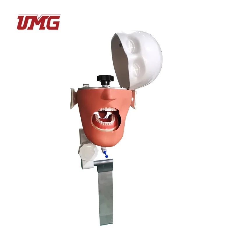 Tooth Models Senior Manikin  dental phantom head With Torso