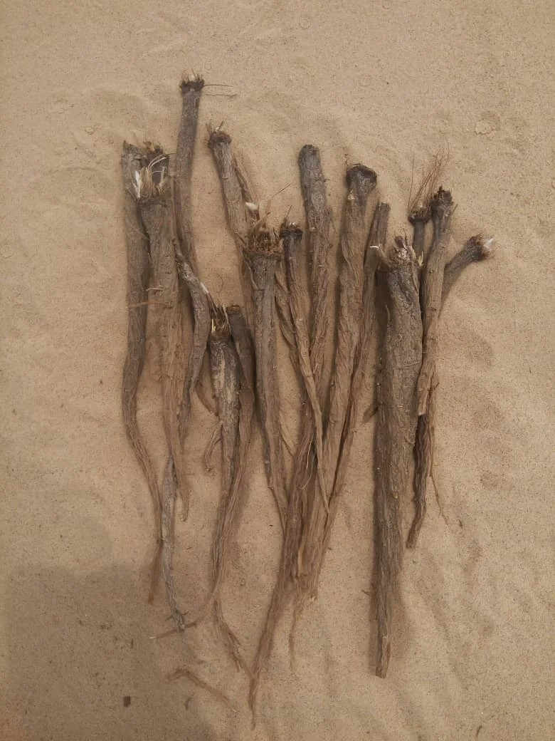 
Yellow Pellitory Roots JUNE 2020 CROP STRONG TASTE 