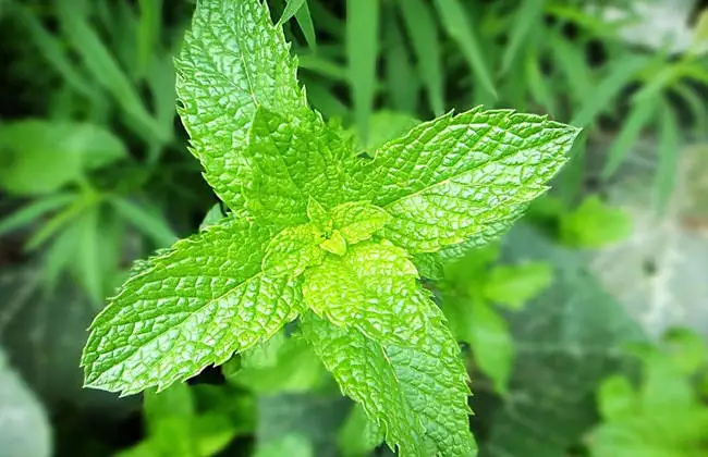 
100% Natural Peppermint Leaf Extract Powder 