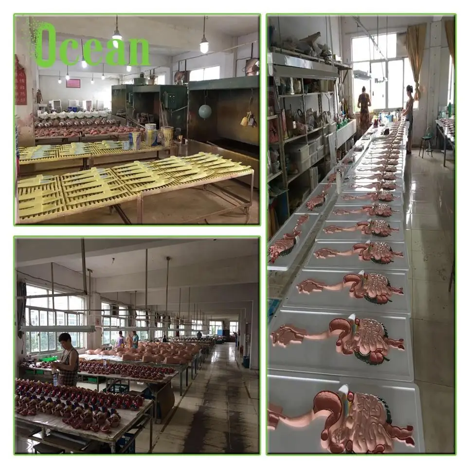 High quality PVC Human Heart model with instruction medical model for advertisement Demonstration