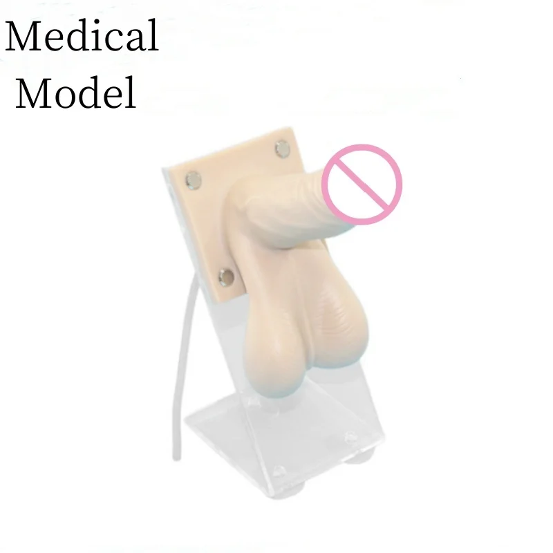 DARHMMY PVC Medical Science Practice Model Maternal and Child Health Male Condom for Training in Schools Hospitals