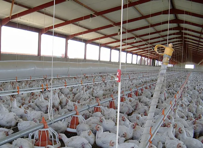 Commercial Fabrication Chicken House Design Poultry Farm Shed for