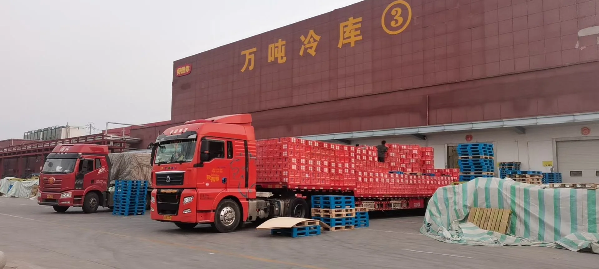 Bikini Swimsuit Dried Datemulticolorbags 1kg*10bags Swimwear Red Cheap Xinjiang Chinese Dried Fruit AD Normal Temperature Cold /