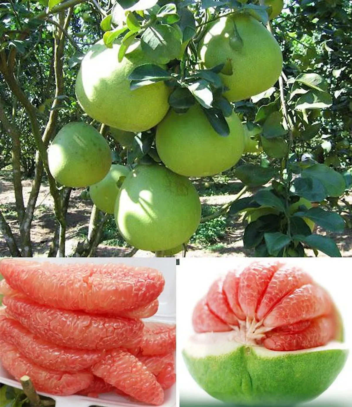 2022 Crop Cheap Price Fresh Pomelo For Export From TW6 Vietnam