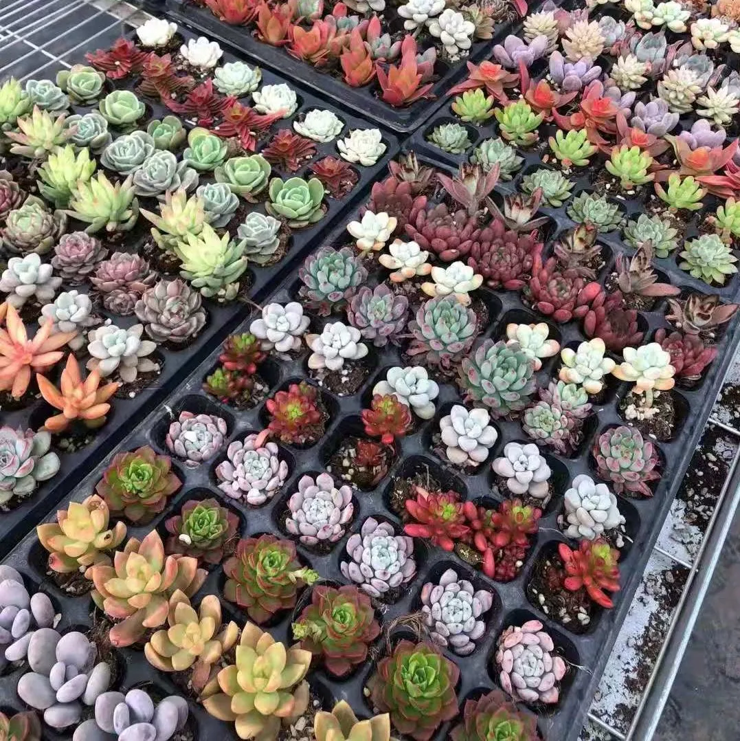 
Wholesale succulents, a tray of 72 pieces 