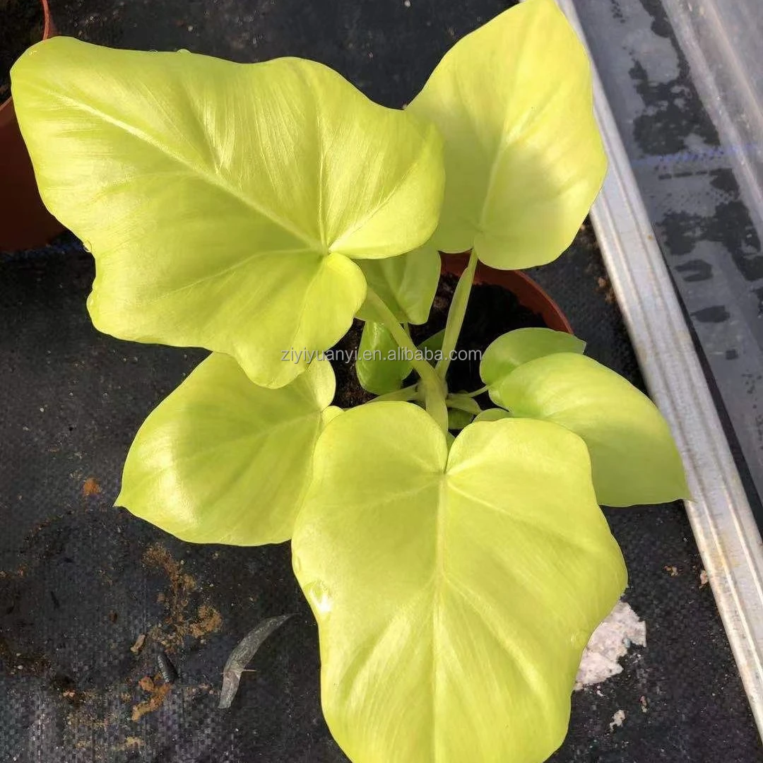 
Wholesale Hot sales Calathea bonsai plant natural live plant Calathea Calathea gold warsce for indoor decorate 