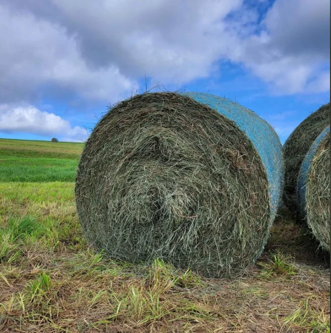 Best Quality American Alfalfa Hay Timothy Hay Cattle Horse Pets Sheep 500g Sample