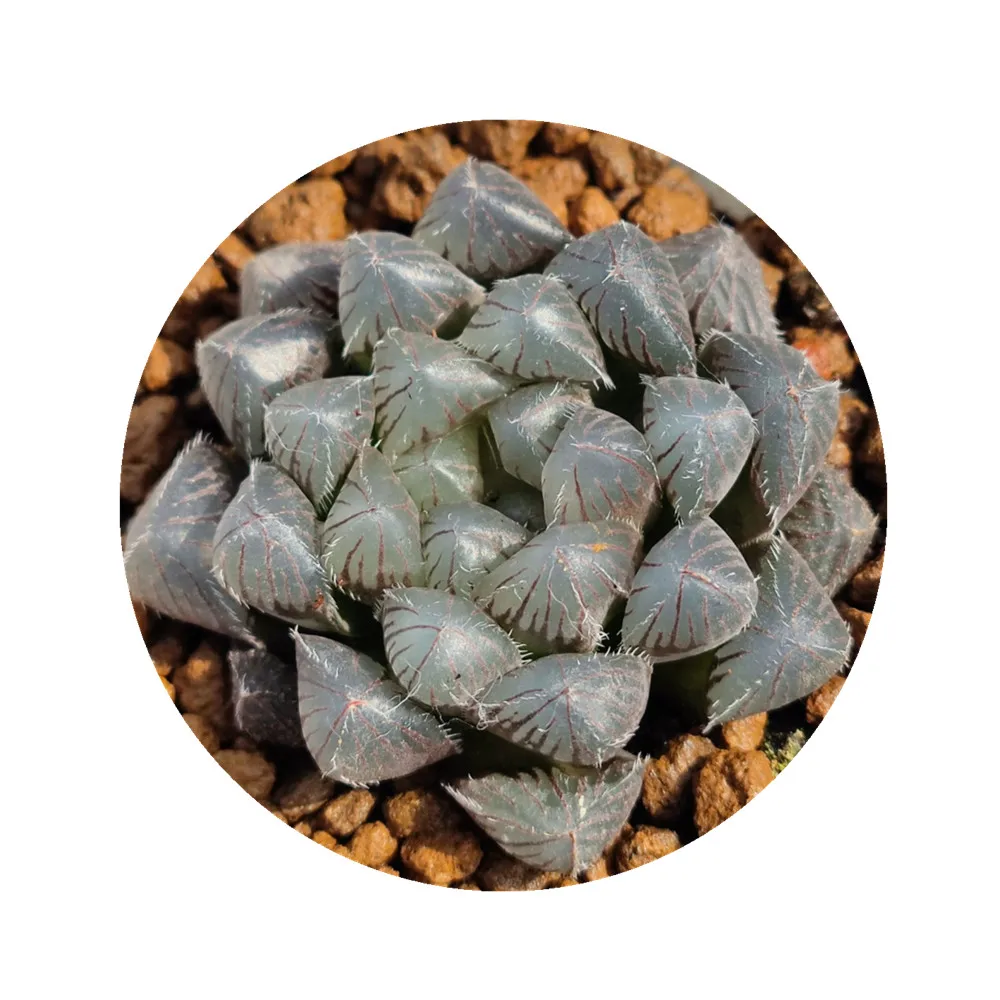 H31 live haworthia woody plant Natural plant  hotsellings Succulent obtusa cactus  bonsai indoor plant