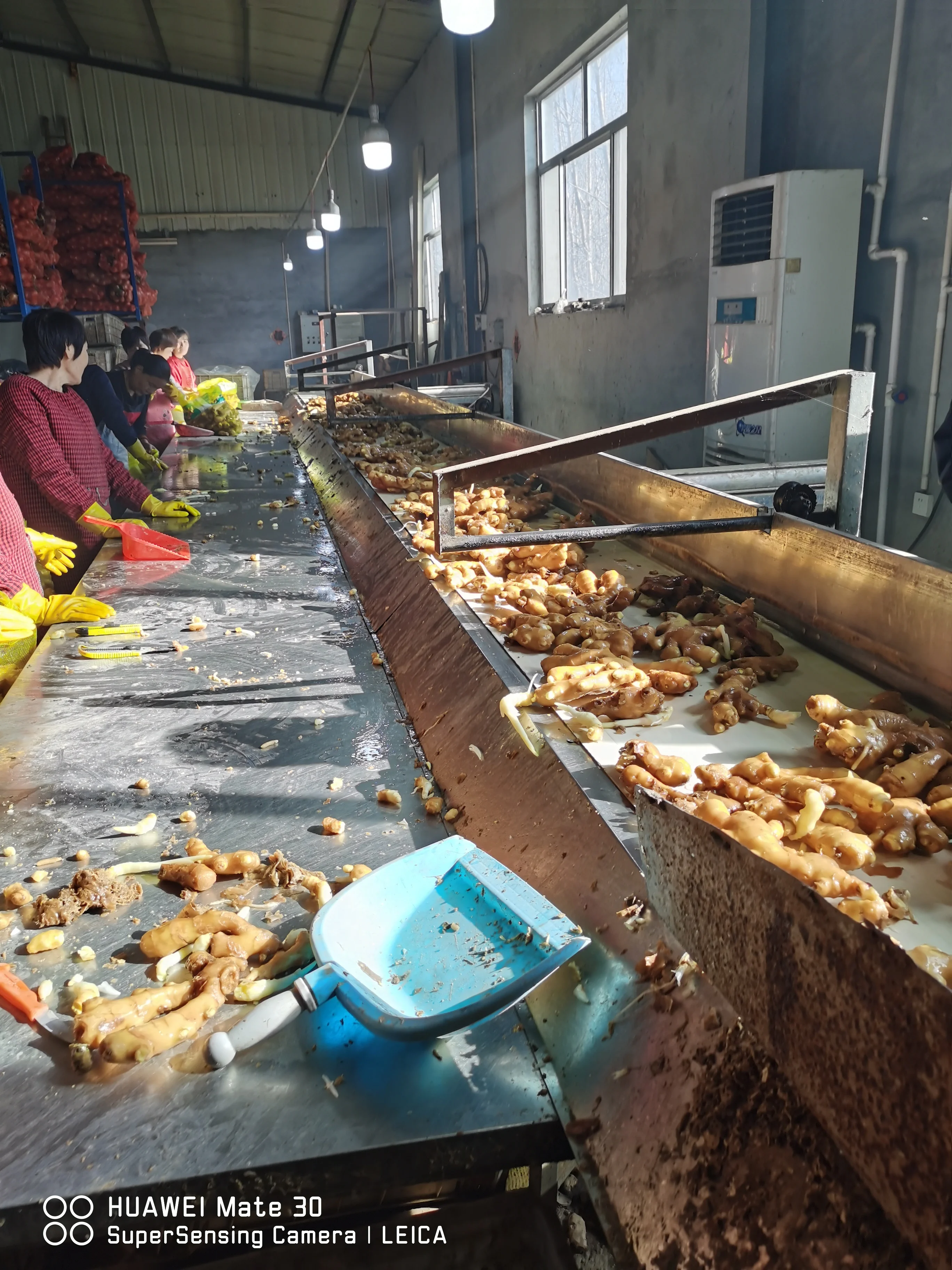 Ginger  sale/pvc carton/paper carton packing