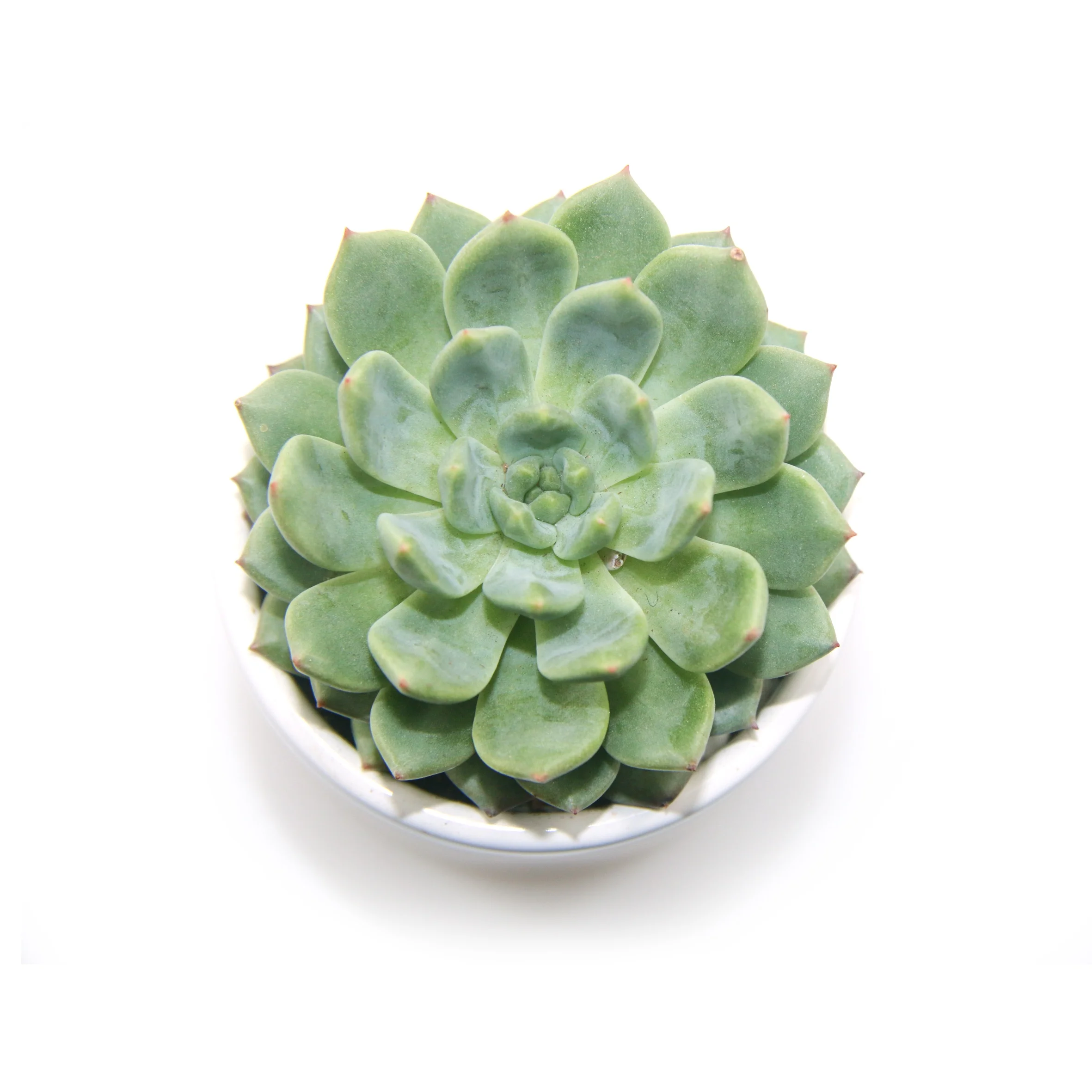 
Натуральные зеленые суккулентные растения x Sedeveria «Синие эльфы» для украшения помещений, Лидер продаж 