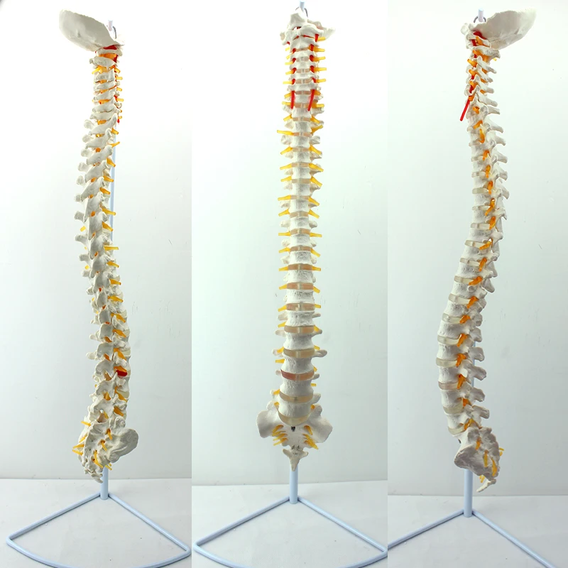 High Quality China Medical Female Pelvis Skeleton Teaching Model China Anatomical Teaching Skeleton Model