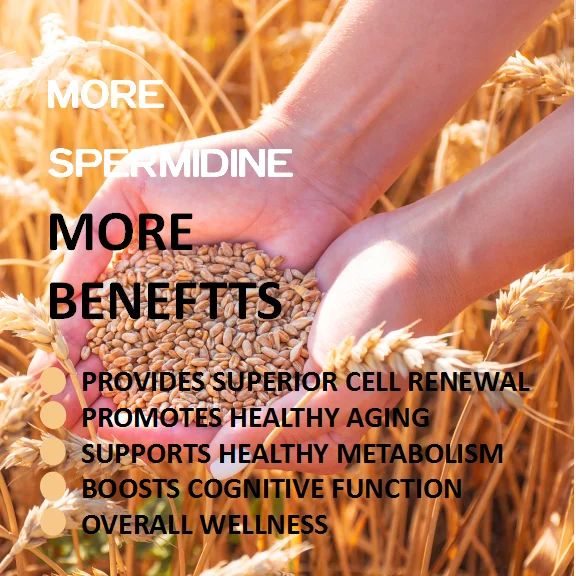 Herbal Supplements good for Body,Skin, Hair And Nail with Wheat Germ Spermidine Capsules Spermidine Powder Supplements Pills