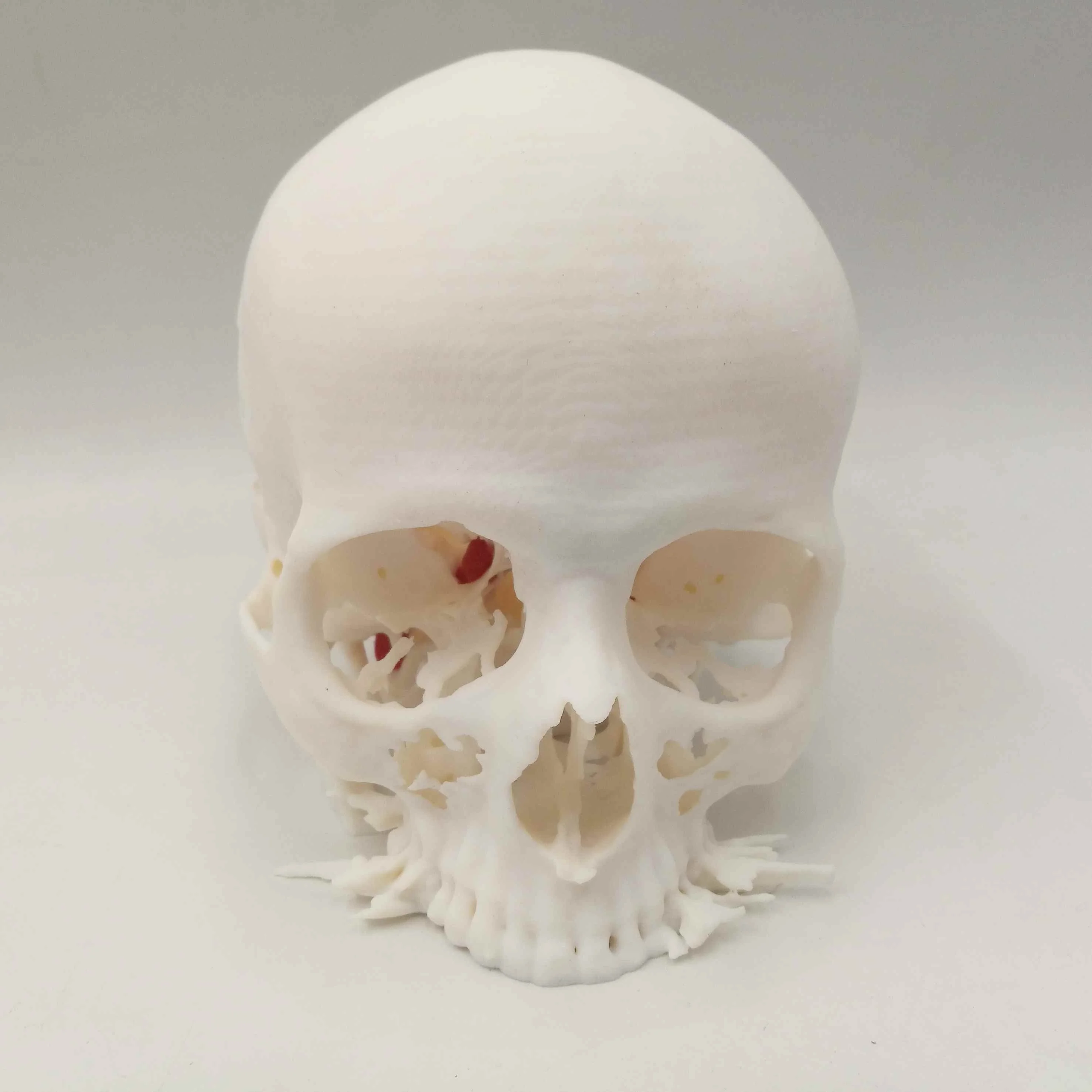 3d print skull polyjet clear transparent full color medical educational application smooth resin good quality