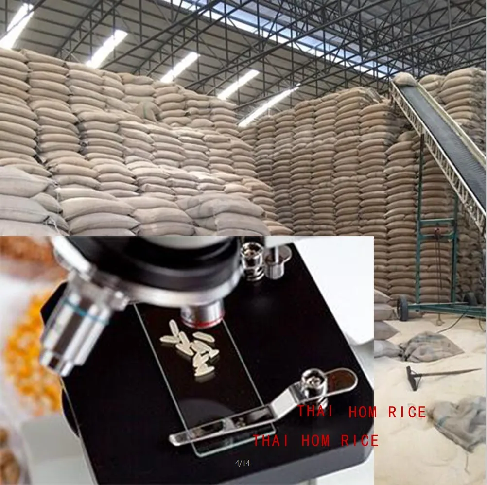 5%10%15%20%35%45%100% Hom only rice or Thai jasmine rice white long grain premium quality SHORT Grain Thai jasmine rice