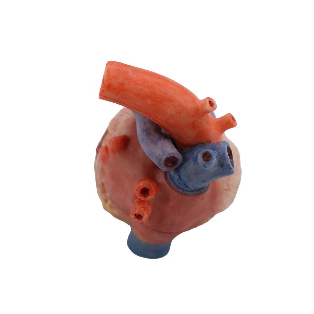 Manufactory Direct Heart Anatomical Model High Simulation Anatomy Models