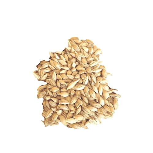 
Quality barley grain bulk from Kazakhstan 