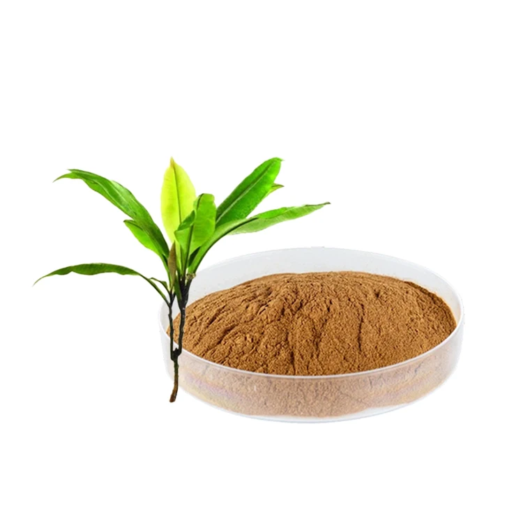 Female Product Kacip Fatimah Extract Food Grade Powder Labisia Pumila Extract for Traditional Herbal Preparation
