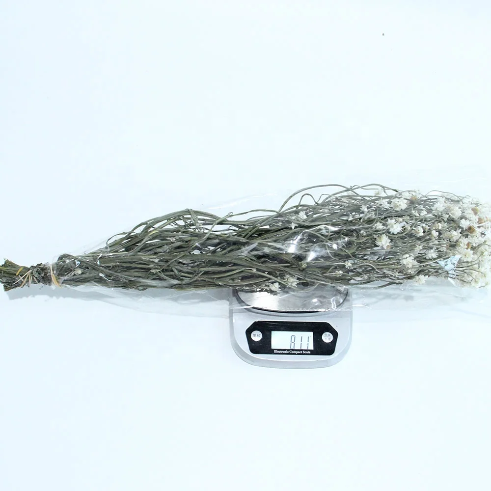 Goods in Stock Spot Goods Fastest Shipping Dried Flowers Silvery Chrysanthemum Rubia for Opening Gift and Flower Shop Display