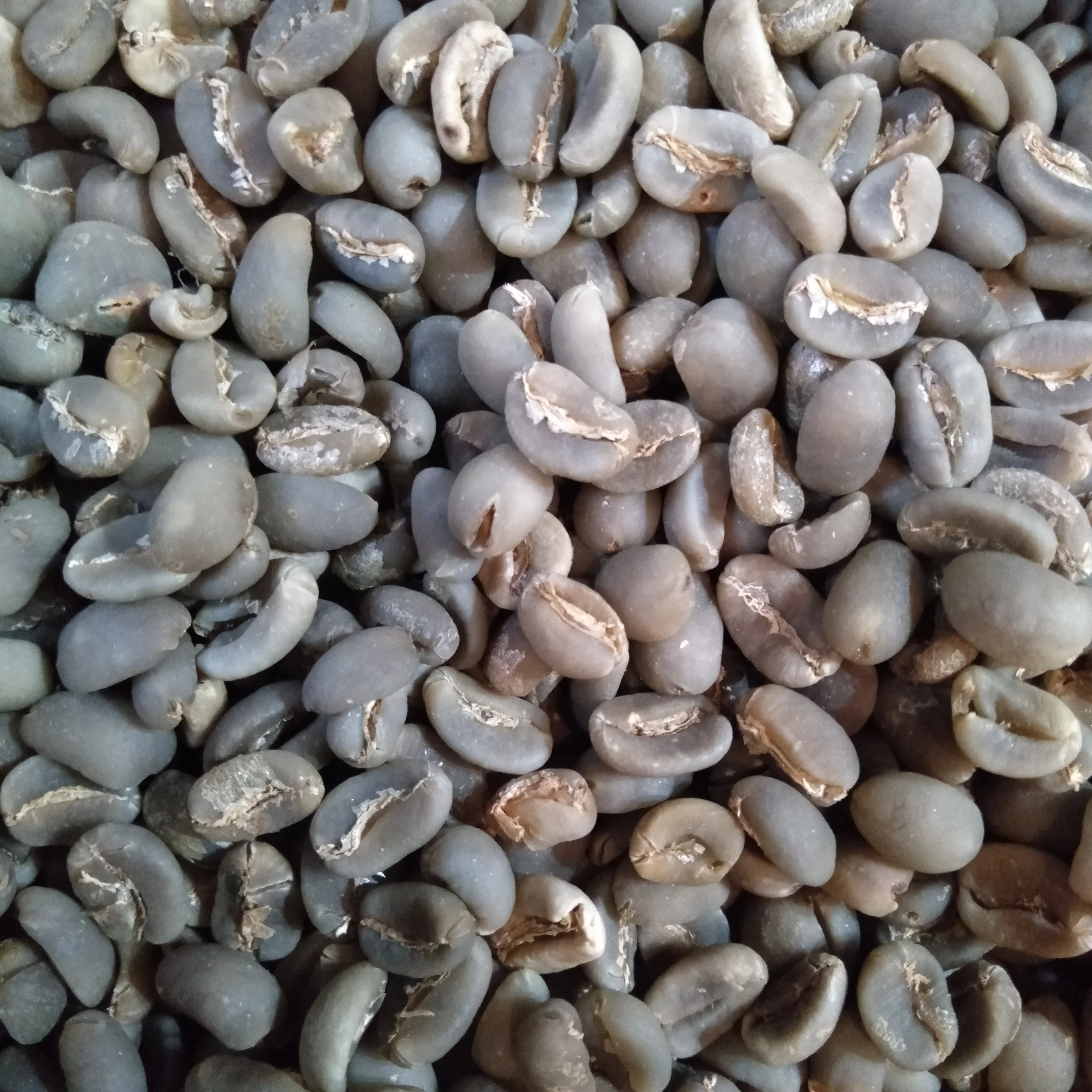 Indonesian green coffee beans arabica coffee green beans ready to export around the world for wholesale whole beans coffee