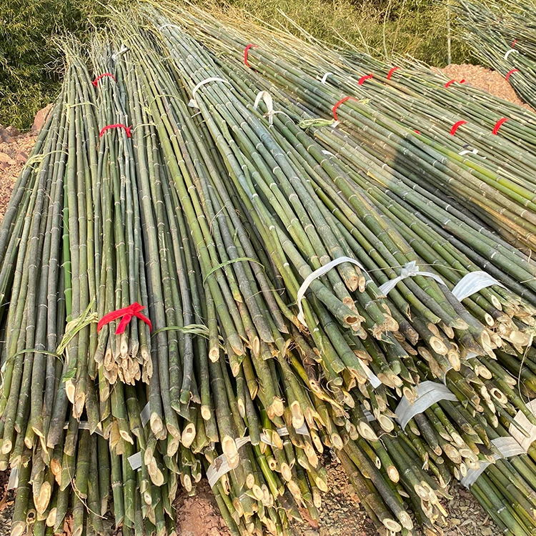 Tough Bamboo Poles For Making Walking Poles And Walking Sticks Raw Materials For Bamboo Hiking Poles