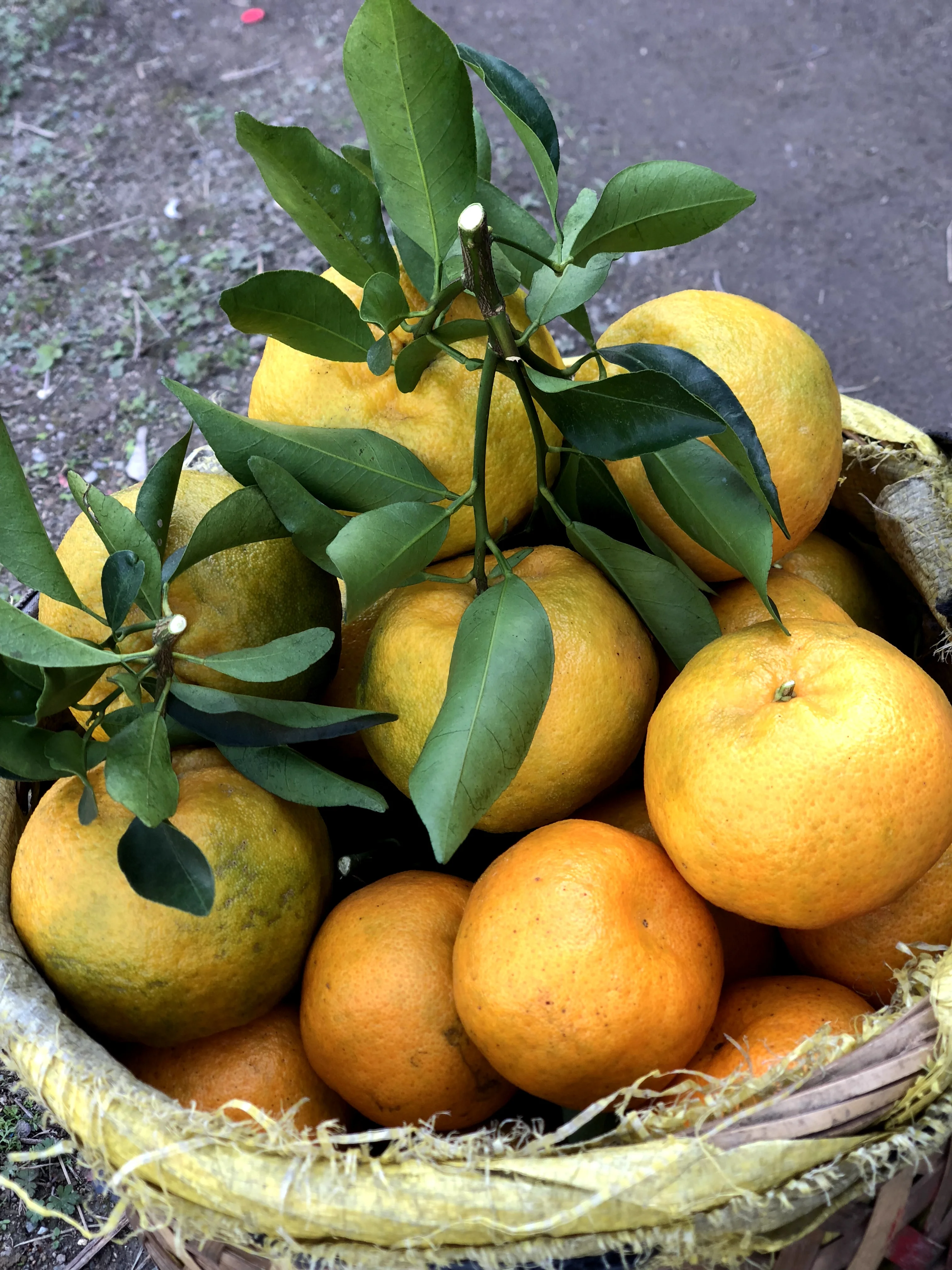 Top quality fruit Mandarin Oranges from own orchards