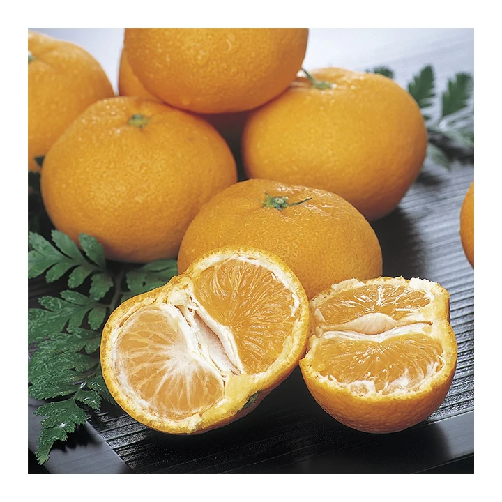Japanese wholesale bulk orange fresh fruit with good quality