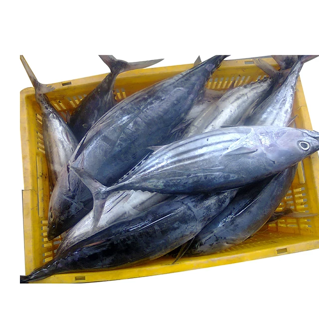 Skipjack Tuna Fish High Quality Frozen Skipjack, Albacore Tuna Frozen Bonito Skipjack Whole Round