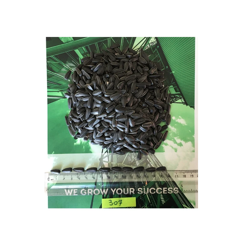 Black Sunflower Seeds  Hot Selling Black Sunflower Seeds Nuts Naturaw Raw Packaging Food New Crop Bulgarian Origin