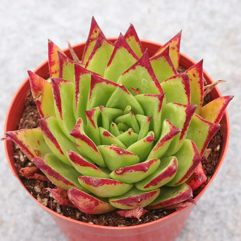 
Lipstick big Live succulent plants natural indoor for desk China plant farm 