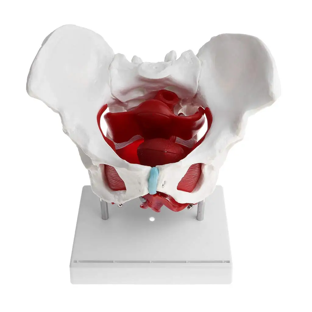 GELSONLAB HSBM-118 Almencla Female Pelvis and Pelvic Muscle Models Human Anatomy Bone Medical