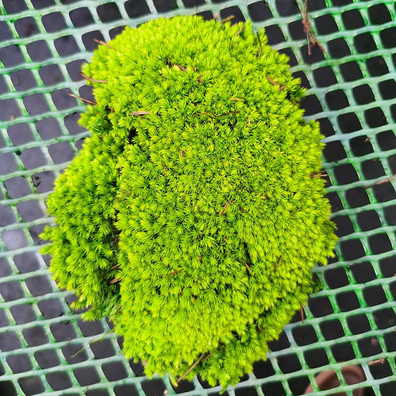 environmental decorative plant 3D Bun Lichen Moss preserved sheet stabilized Preserved Pole Moss for home wall interior decor